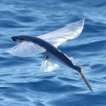 flying fish